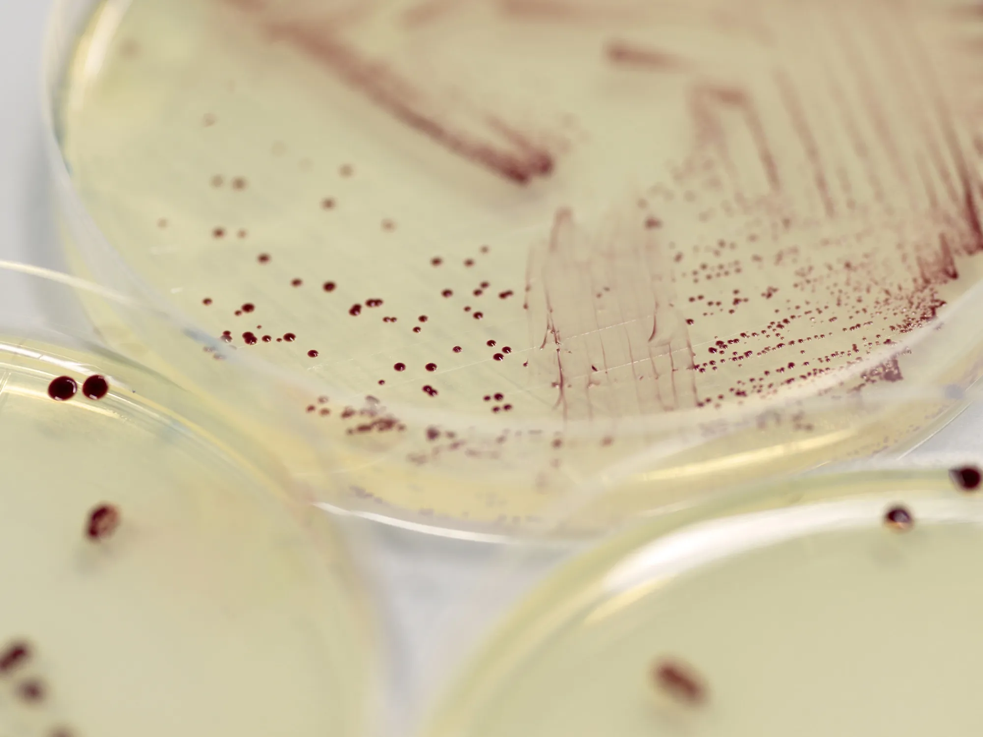 Marine purple photosynthetic bacteria